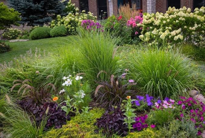 Low maintenance plants